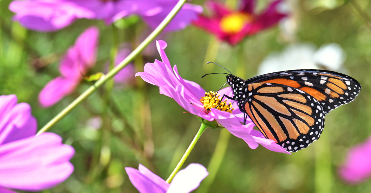 Image Credit: © MargJohnsonVA / Shutterstock