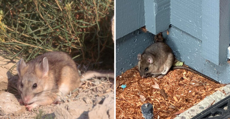 7 Arizona Backyard Habits That Accidentally Invite Pack Rats Closer