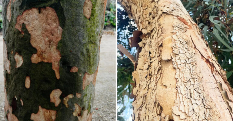 7 Arizona Trees That Shed Bark In Summer (And What It Means)