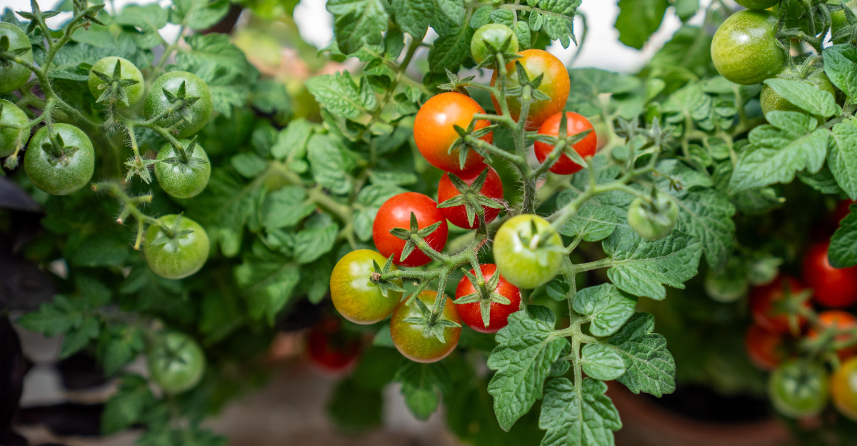 Image Credit: © DimaBerlin / Shutterstock