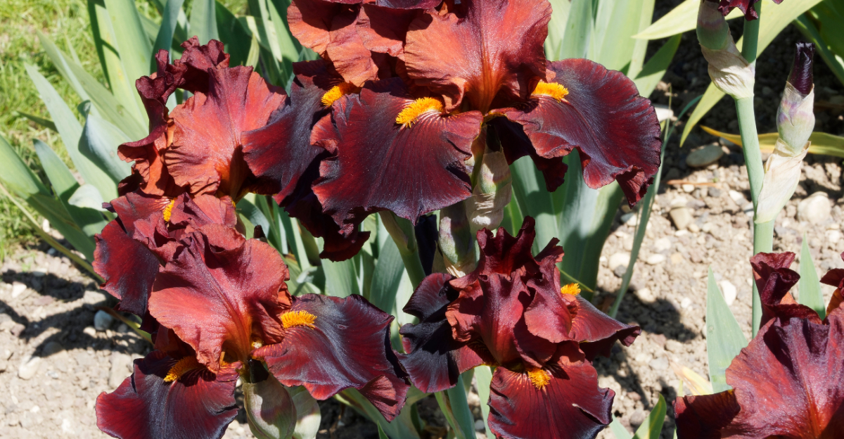 irises