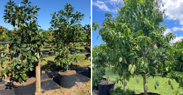 fruit trees