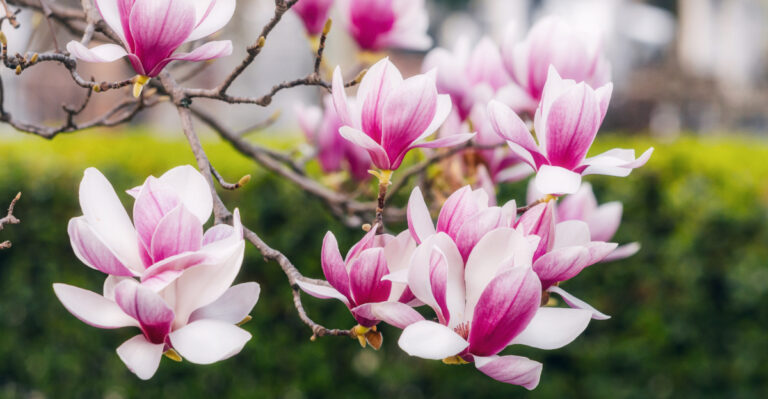 Image Credit: © frantic00 / Shutterstock