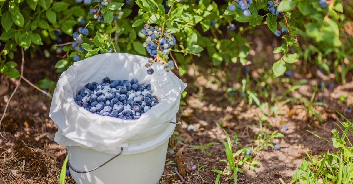 bucket of blueberries