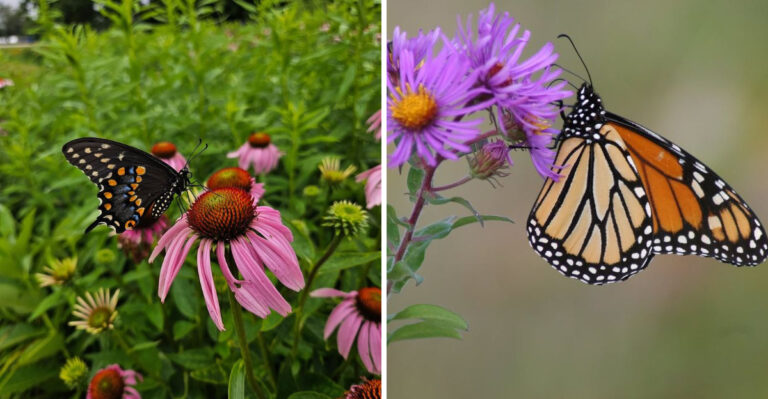 7 Butterfly-Friendly Michigan Perennials That Bring Color And Movement All Season