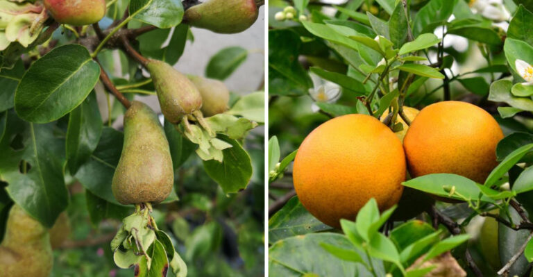 7 California Garden Plants That Attract Yellowjackets And Why It Matters