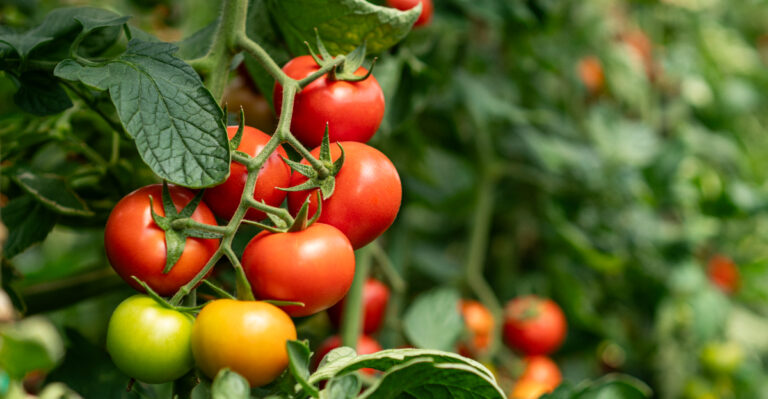 7 Common Habits That Are Actually Slowing Down Your Tomato Plants