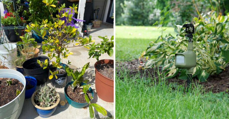 7 Deer Protection Tricks Georgia Gardeners Should Try Before Plants Disappear