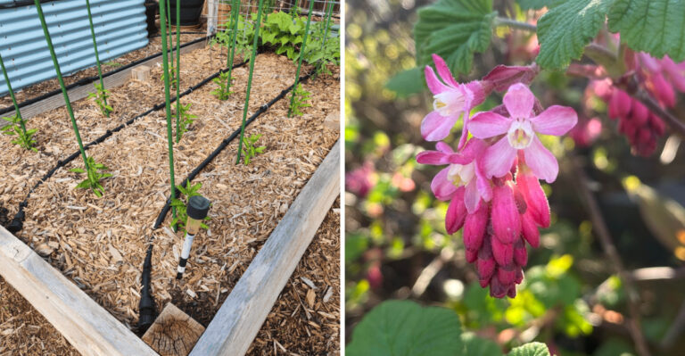 7 Easy Garden Fixes That Make Oregon Plants Bloom With More Energy