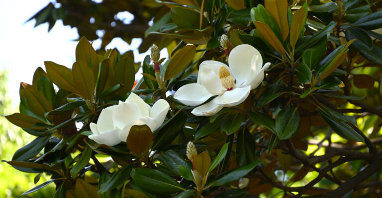 Image Credit: © tamu1500 / Shutterstock
