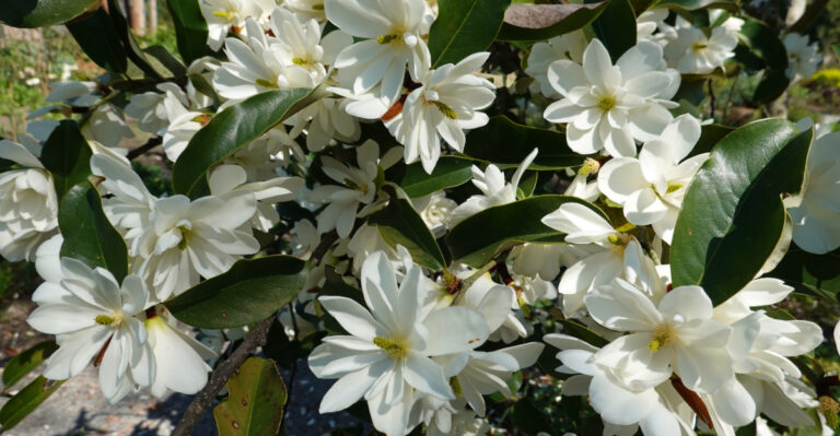 sweetbay magnolia