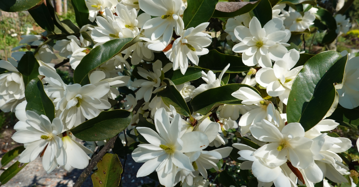 sweetbay magnolia