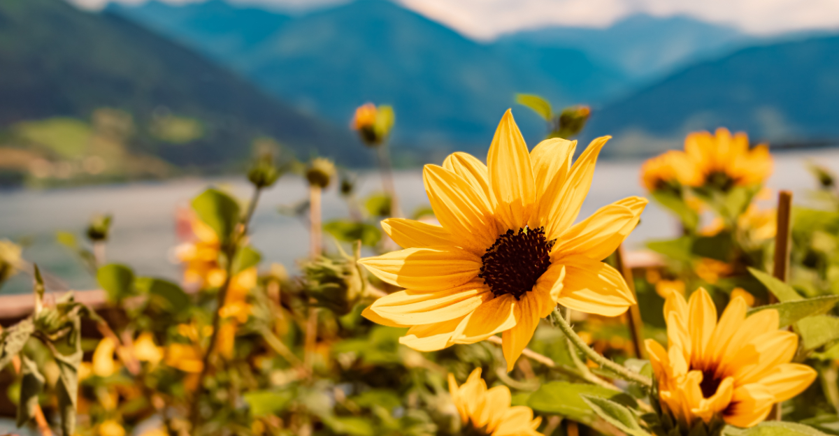 Image Credit: © Martin Erdniss / Shutterstock