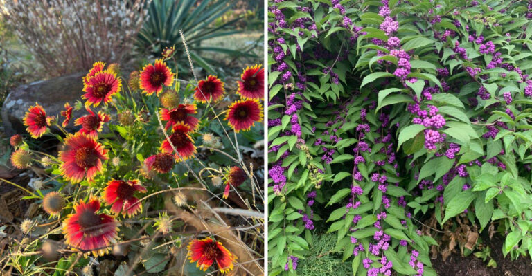 7 Florida Native Plants That Outperform Non-Natives In Peak Summer Heat