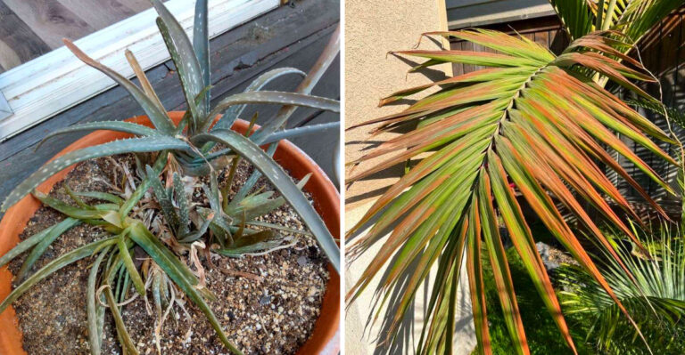 7 Florida Plants That Should Be Left Alone After Heat Damage