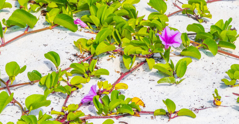 Image Credit: © Arkadij Schell / Shutterstock