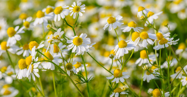 Image Credit: © Serghei Starus / Shutterstock