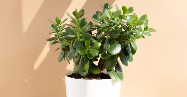 7 Houseplants That Thrive When Slightly Root-Bound In North Carolina Homes
