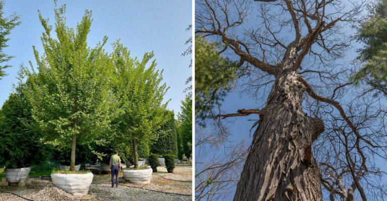 7 Illinois Trees Protected By Law And What You Need To Know Before Removing Them