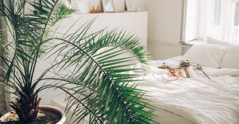 palm in bedroom
