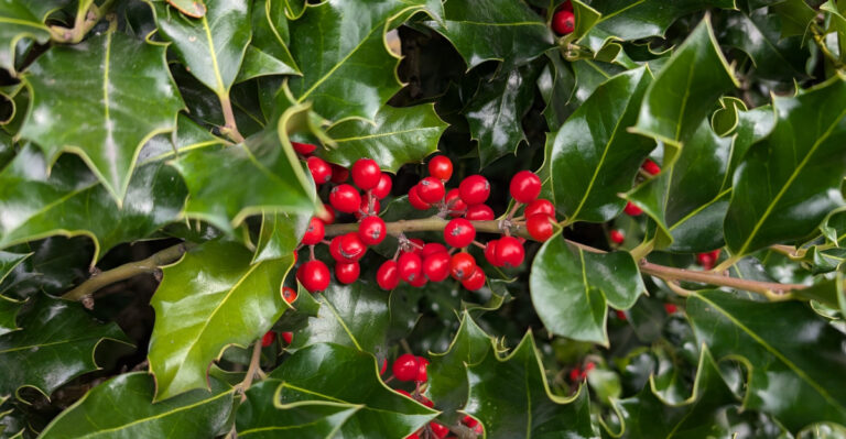 7 Invasive Shrubs Oregon Gardeners Should Never Plant And What To Grow Instead