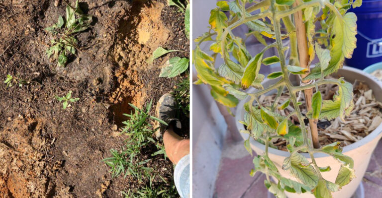 7 June Watering Mistakes That Make Georgia Plants Struggle In The Heat