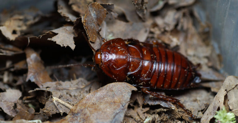 roach