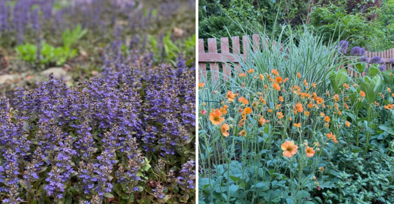 7 Low-Maintenance Georgia Plants That Clean Up Sloped Yards
