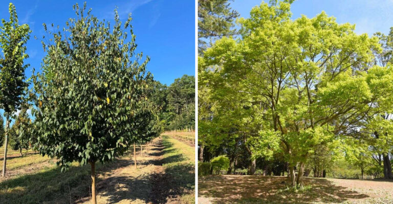 7 Michigan-Friendly Trees To Plant Instead Of Bradford Pear As Restrictions Begin