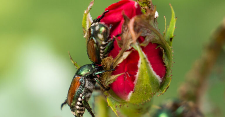 7 Michigan Garden Habits That Make Japanese Beetles Less Likely To Target Your Roses