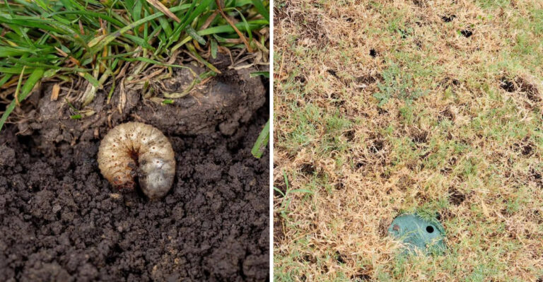7 Michigan Lawn Grub Signs Gardeners Mistake For Drought Stress