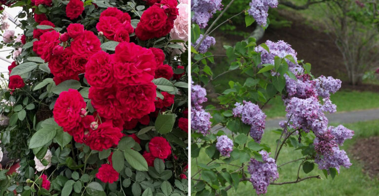 7 Michigan Shrubs Worth Fertilizing In July And 3 That Should Never Be Fed Mid-Summer