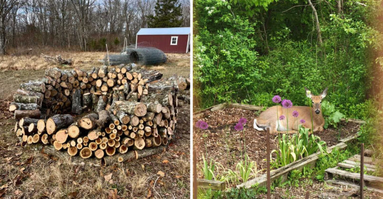 7 Michigan Yard Habits That Make Ticks Less Likely To Stick Around