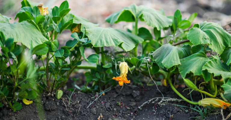 wilting garden