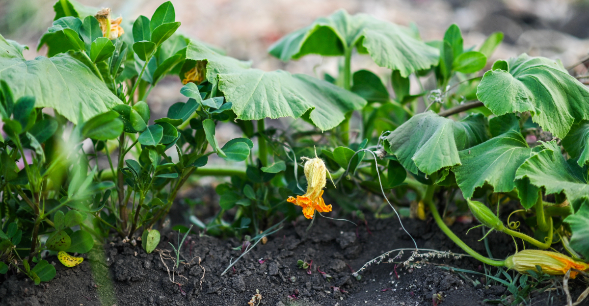 wilting garden