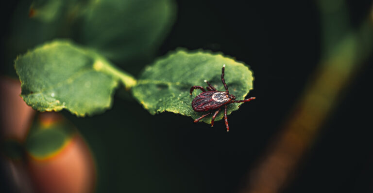 7 Mulching Mistakes Virginia Gardeners Make That Quietly Invite Ticks Into The Yard