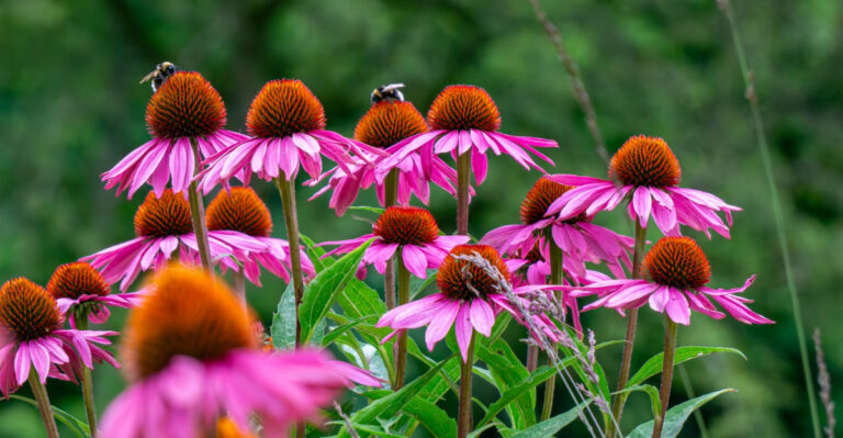 7 Native Kentucky Plants That Attract Bees To Your Garden