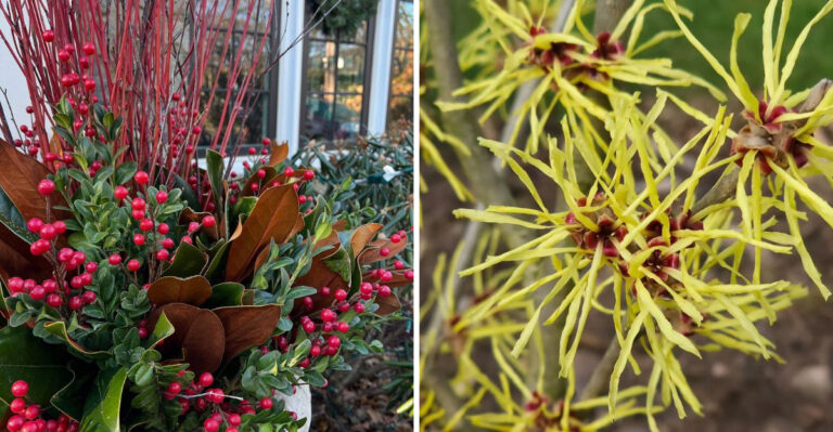 7 Native Michigan Shrubs That Work Better Than Arborvitae Along Tight Side Yards