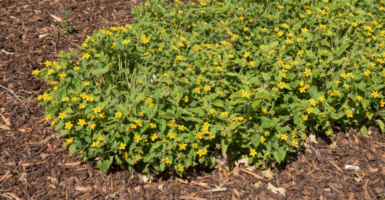 Chrysogonum virginianum