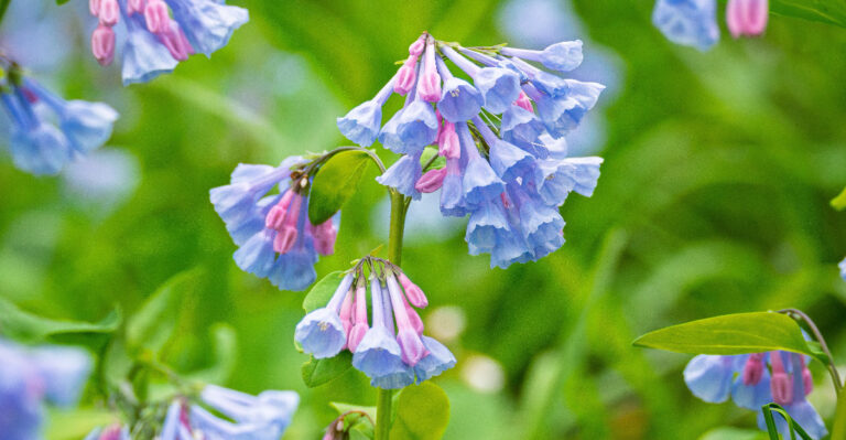 Virginia bluebells