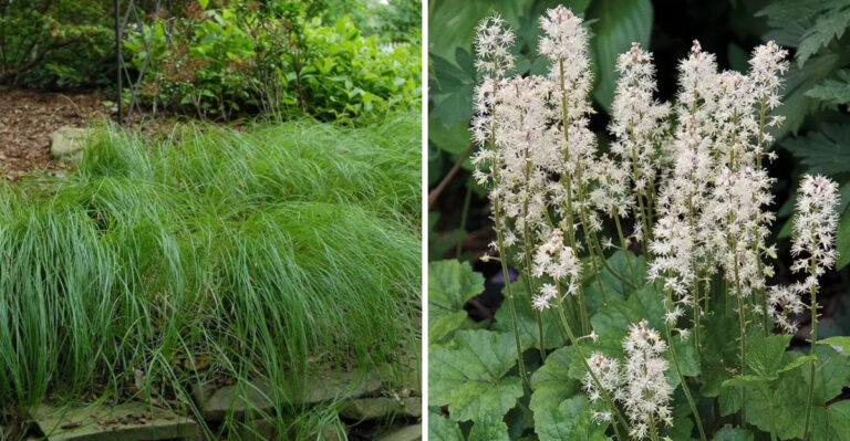 7 Native Pennsylvania Plants That Help Create Cleaner, Less Tick-Friendly Garden Borders
