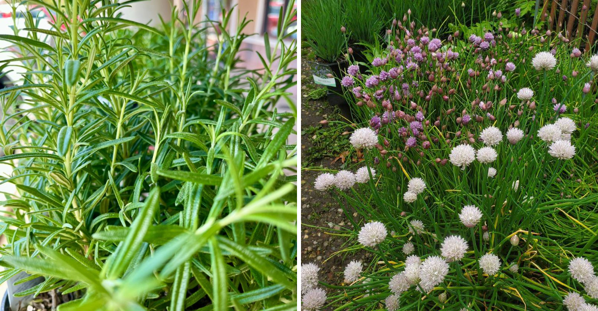 rosemary and garlic chives