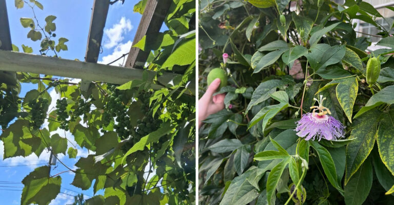 7 Native Vines That Quickly Cover Fences In North Carolina And 3 Not Worth The Trouble