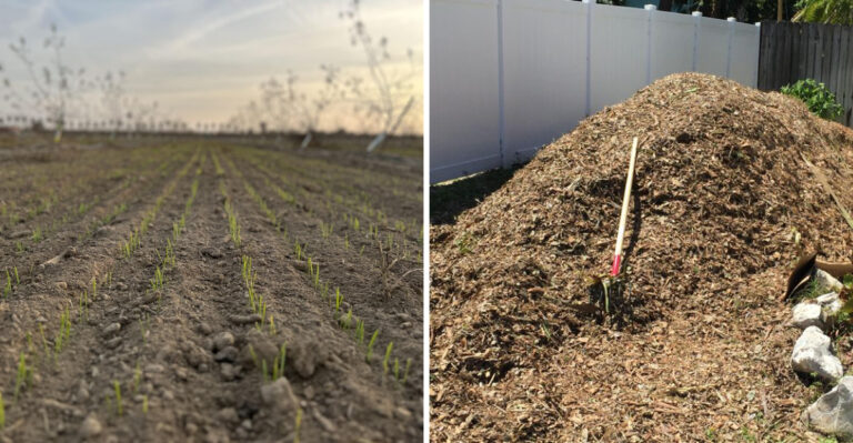 7 No-Till Clay Soil Tricks Ohio Gardeners Use Before Fall