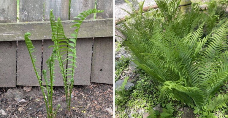 7 North Carolina Fern Planting Mistakes That Turn Dry Sunny Walkways Into Trouble Spots