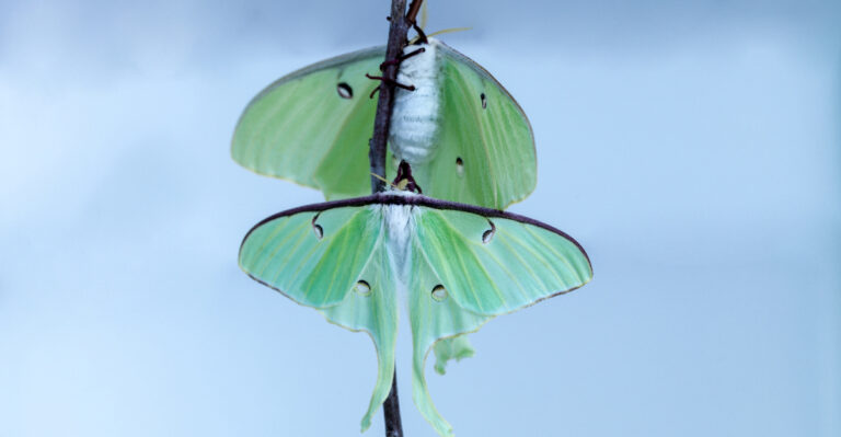 Image Credit: © SunflowerMomma / Shutterstock