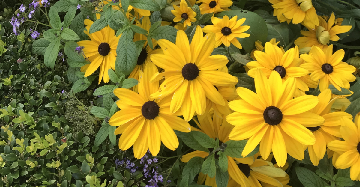 black eyed susan