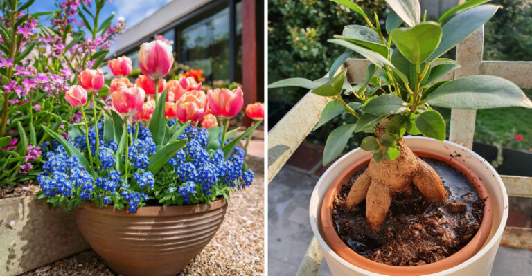 7 Ohio Potting Mix Mistakes That Makes Containers Too Heavy To Move