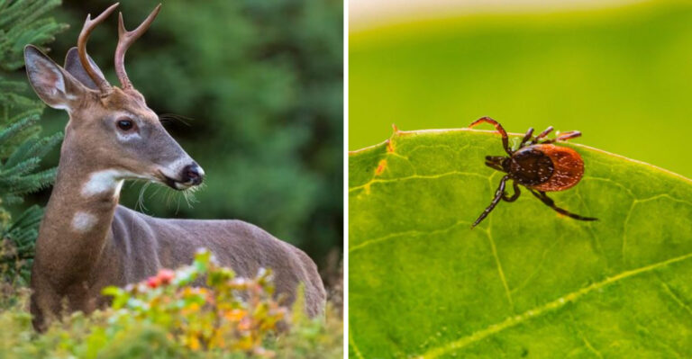 7 Ohio Yard Habits That Attract Deer And Make Tick Problems Worse