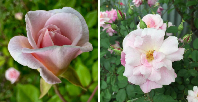 7 Old Garden Roses That Handle California Heat Better Than Modern Varieties